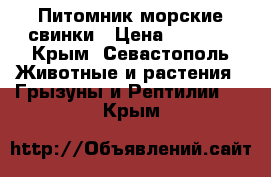 Питомник морские свинки › Цена ­ 3 000 - Крым, Севастополь Животные и растения » Грызуны и Рептилии   . Крым